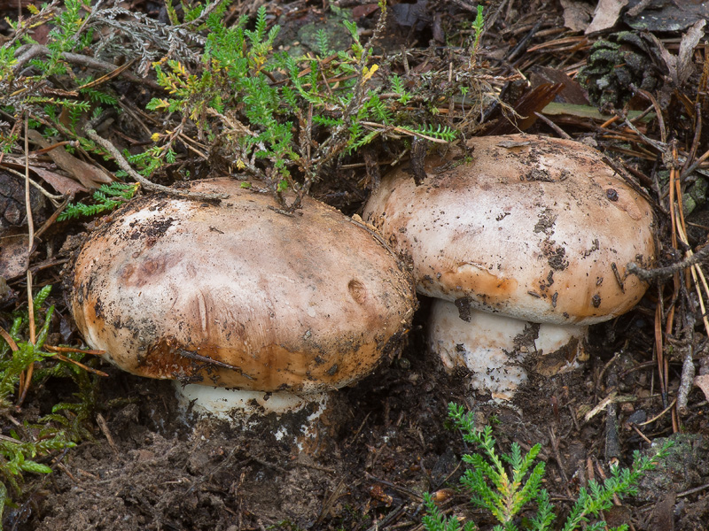 Tricholoma colossus